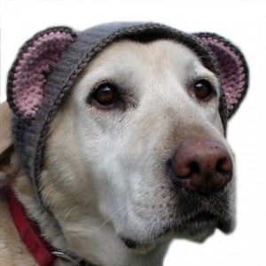 Dog hat with ears