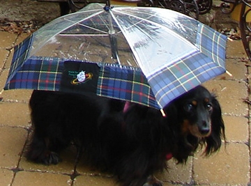 Dog umbrella