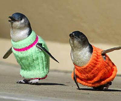 Penguin Jumpers