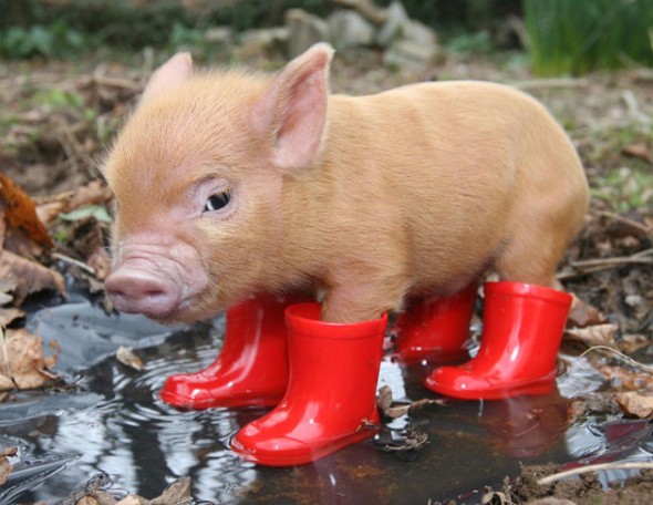 tiny pig in red wellies