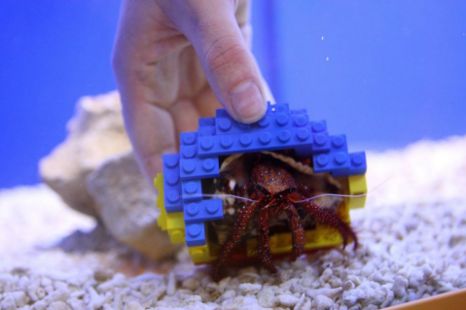 lego hermet crab shell