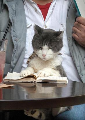 Cat reading a book