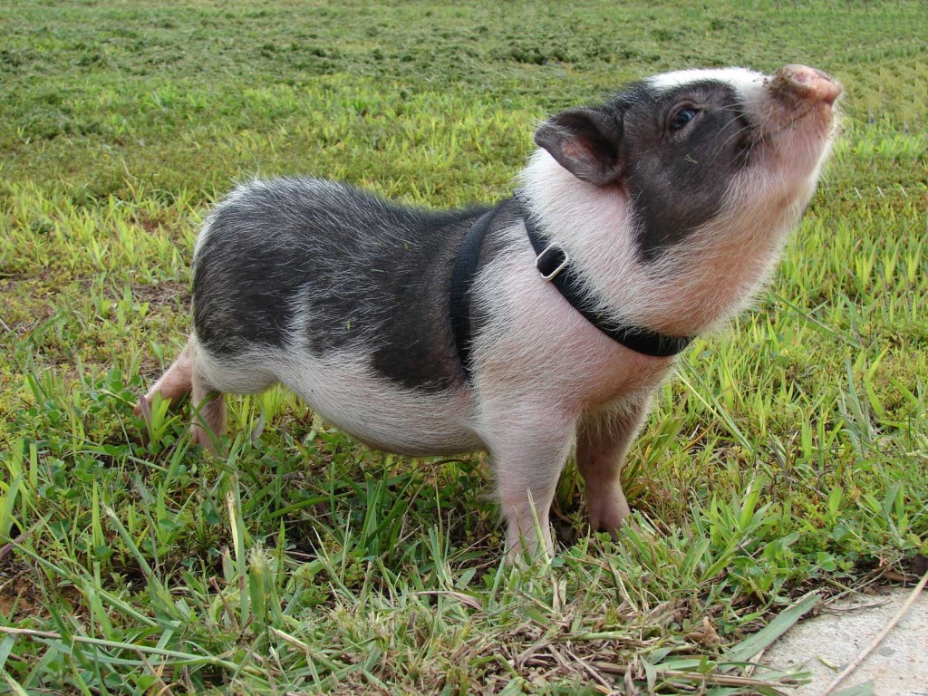 Pig