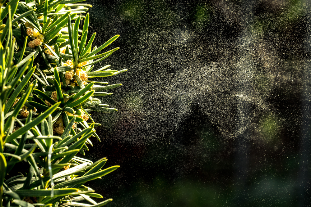 pollen particles flowing into the air