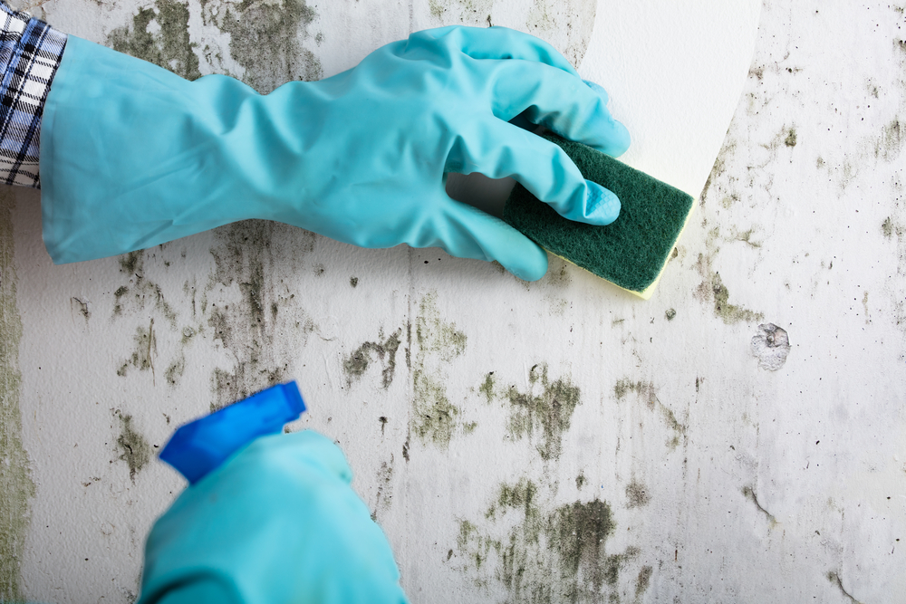 Mould and fungi on an air conditioner 